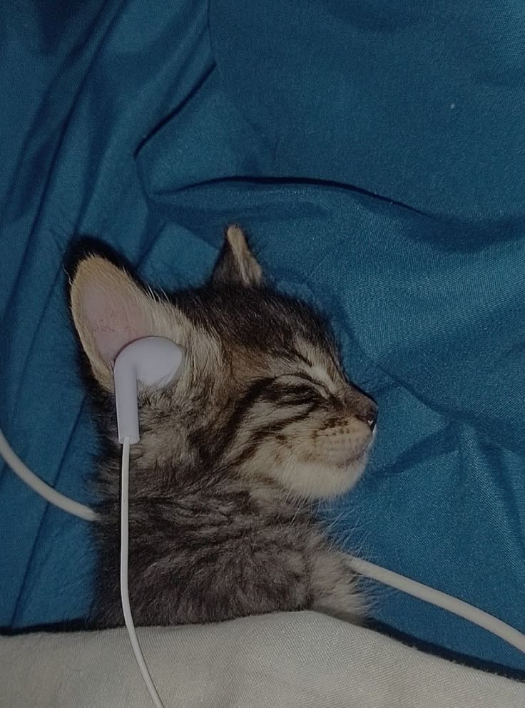 DVD Cat